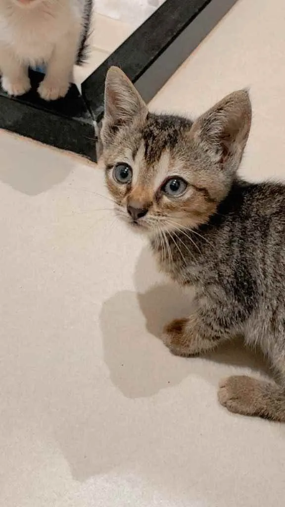 Gato ra a  idade Abaixo de 2 meses nome Lindos gatinhos