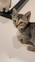 Lindos gatinhos