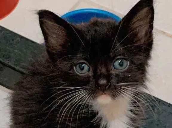 Gato ra a  idade Abaixo de 2 meses nome Lindos gatinhos