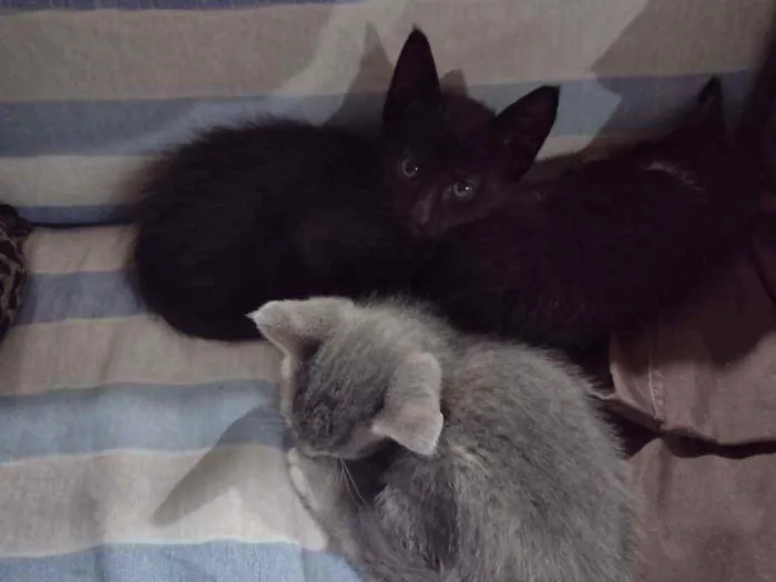 Gato ra a SRD idade 2 a 6 meses nome Ozzy