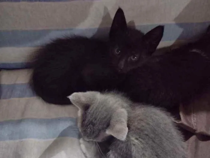 Gato ra a SRD idade 2 a 6 meses nome Ozzy