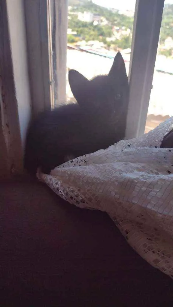 Gato ra a SRD idade 2 a 6 meses nome Ozzy