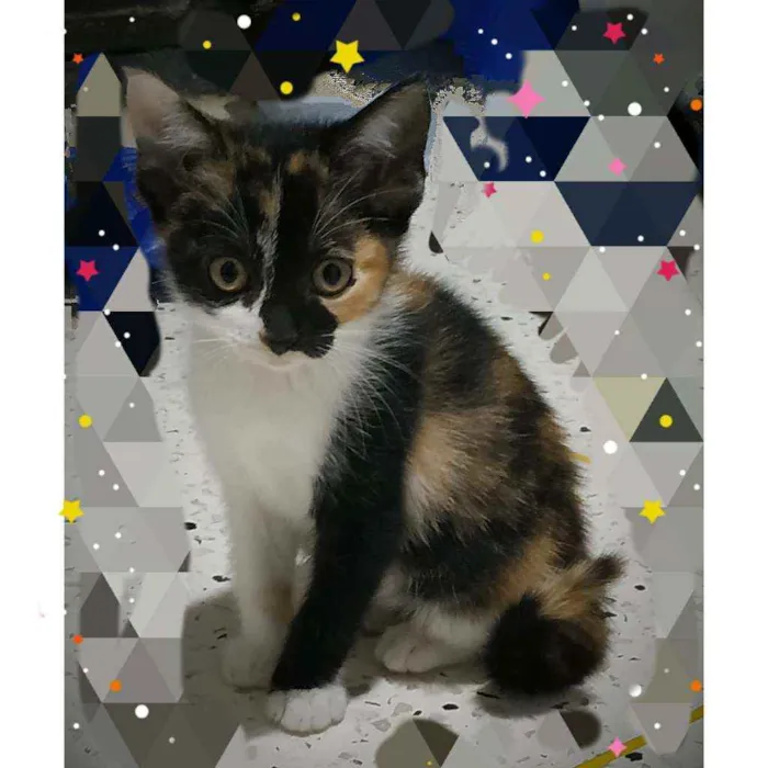 Gato ra a SRD idade Abaixo de 2 meses nome Flora