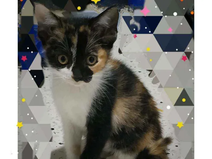 Gato ra a SRD idade Abaixo de 2 meses nome Flora