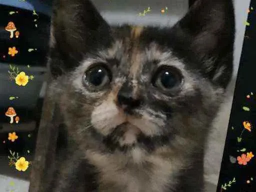 Gato ra a SRD idade Abaixo de 2 meses nome Fiona