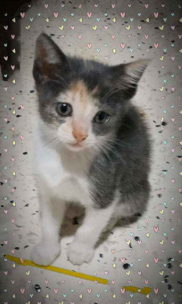 Gato ra a SRD idade Abaixo de 2 meses nome Filó 