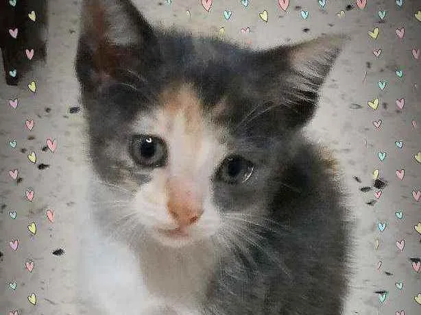 Gato ra a SRD idade Abaixo de 2 meses nome Filó 