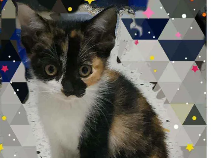 Gato ra a SRD idade Abaixo de 2 meses nome Flora