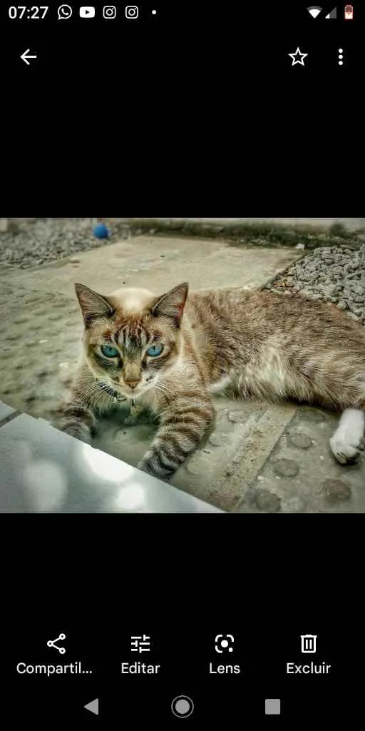 Gato raça Cianês idade 1 ano nome Mil