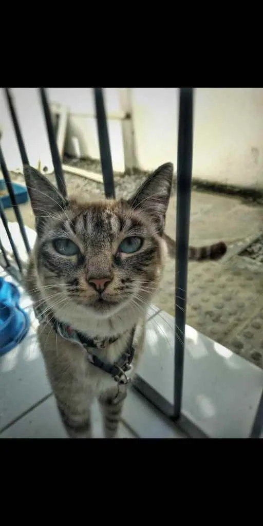 Gato raça Cianês idade 1 ano nome Mil