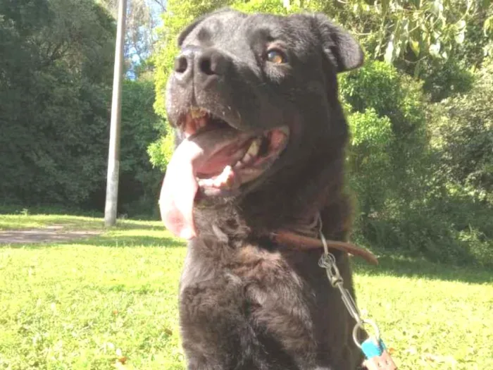 Cachorro ra a Rnd idade 3 anos nome Lobo