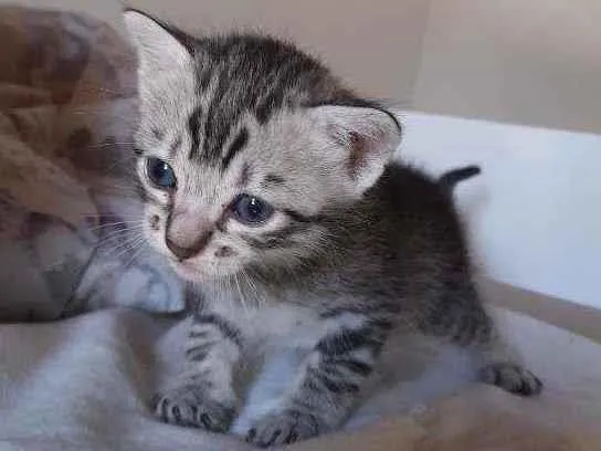 Gato ra a Sem raça  idade Abaixo de 2 meses nome jojo, teté, moonie