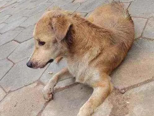 Cachorro ra a Vira lata  idade 4 anos nome Não tem