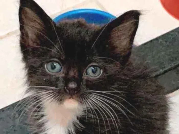 Gato ra a  idade Abaixo de 2 meses nome Lindos gatinhos