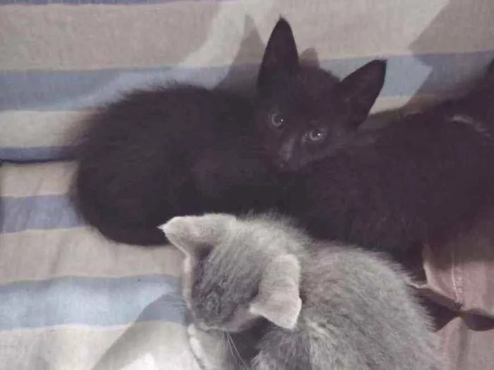 Gato ra a SRD idade 2 a 6 meses nome Ozzy