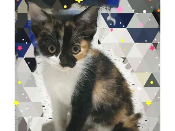 Gato ra a SRD idade Abaixo de 2 meses nome Flora