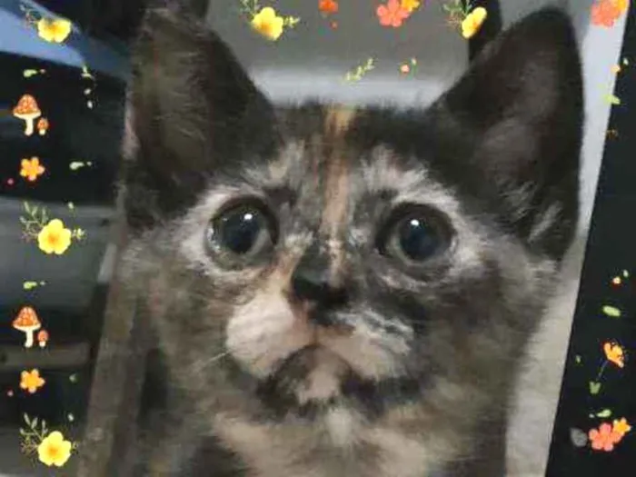 Gato ra a SRD idade Abaixo de 2 meses nome Fiona
