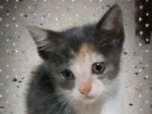 Gato raça SRD idade Abaixo de 2 meses nome Filó 