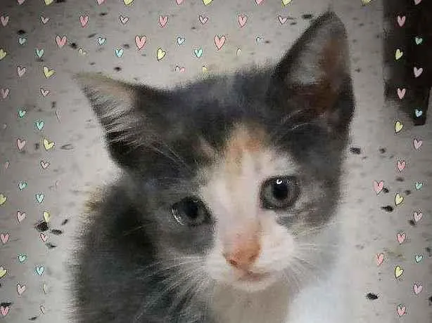 Gato ra a SRD idade Abaixo de 2 meses nome Filó 
