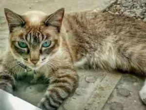 Gato raça Cianês idade 1 ano nome Mil