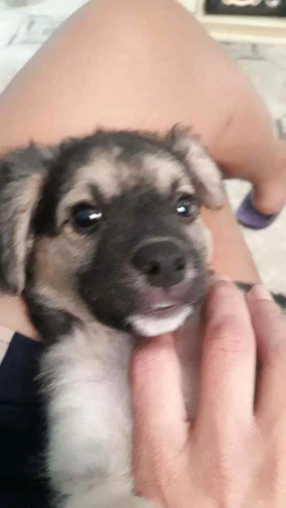 Cachorro raça Srd idade 2 a 6 meses nome Bobi