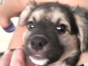 Cachorro raça Srd idade 2 a 6 meses nome Bobi