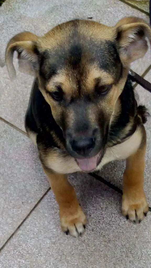 Cachorro ra a Indefinida idade 7 a 11 meses nome Joy