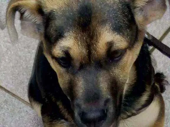 Cachorro ra a Indefinida idade 7 a 11 meses nome Joy