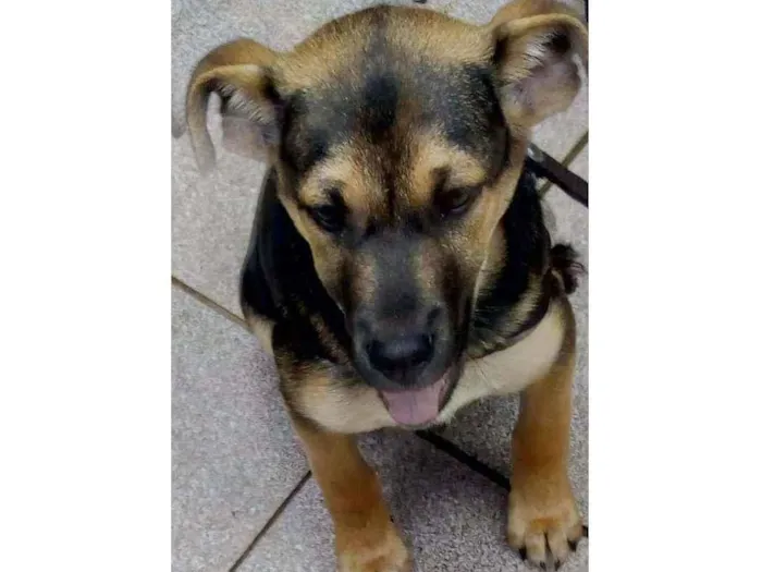 Cachorro ra a Indefinida idade 7 a 11 meses nome Joy