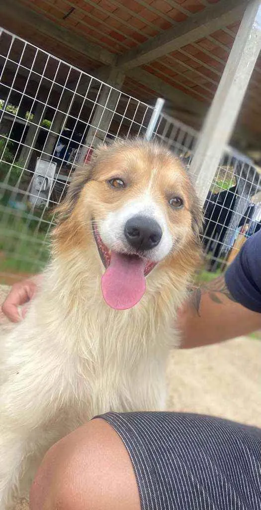 Cachorro ra a  idade 2 anos nome Choop, Cook,  Brutos