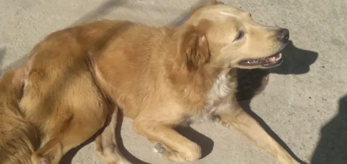 Cachorro ra a MESTIÇA DE GOLDEM RETRIVER idade 1 ano nome SOL