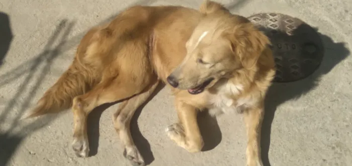 Cachorro ra a MESTIÇA DE GOLDEM RETRIVER idade 1 ano nome SOL