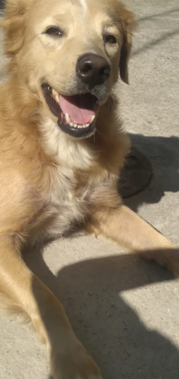 Cachorro ra a MESTIÇA DE GOLDEM RETRIVER idade 1 ano nome SOL