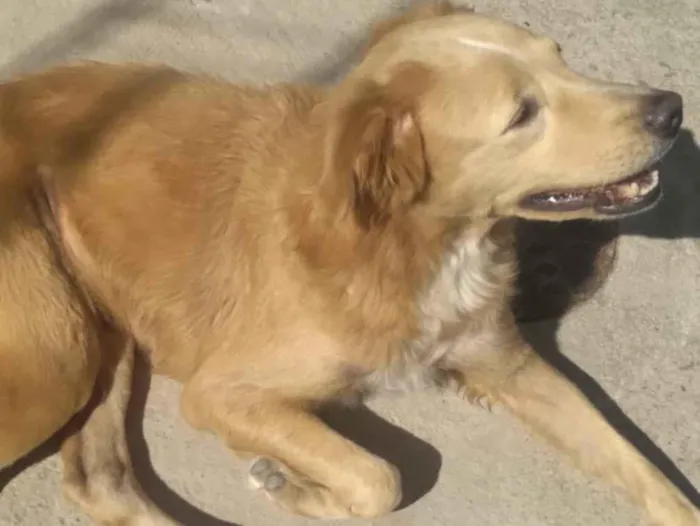 Cachorro ra a MESTIÇA DE GOLDEM RETRIVER idade 1 ano nome SOL