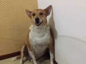 Cachorro raça NÃO IDENTIFICADA idade 6 ou mais anos nome NINA E SPIKE