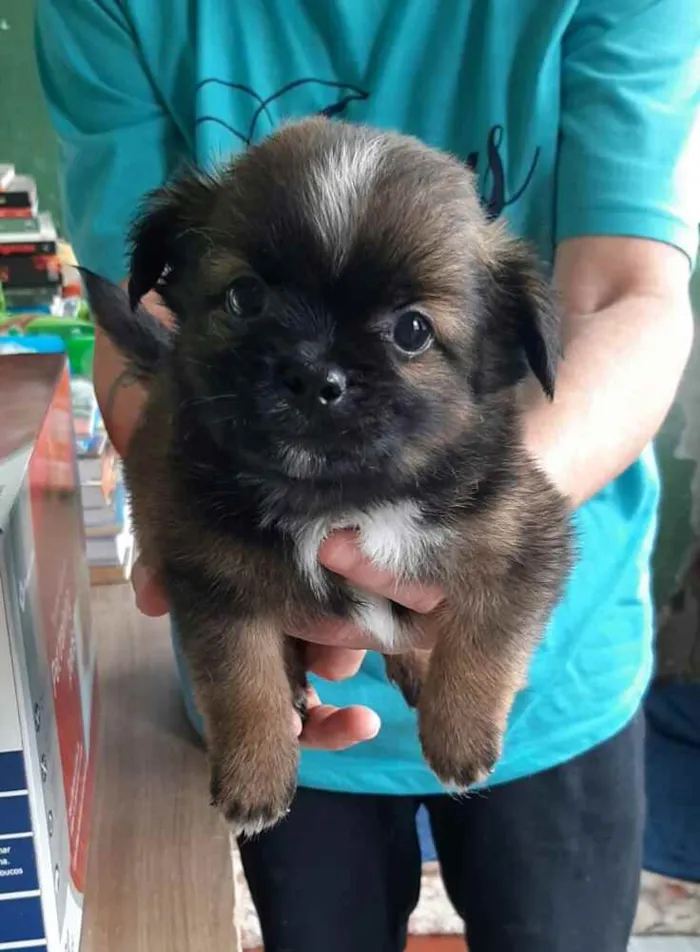 Cachorro raça  idade 2 a 6 meses nome Filhote 