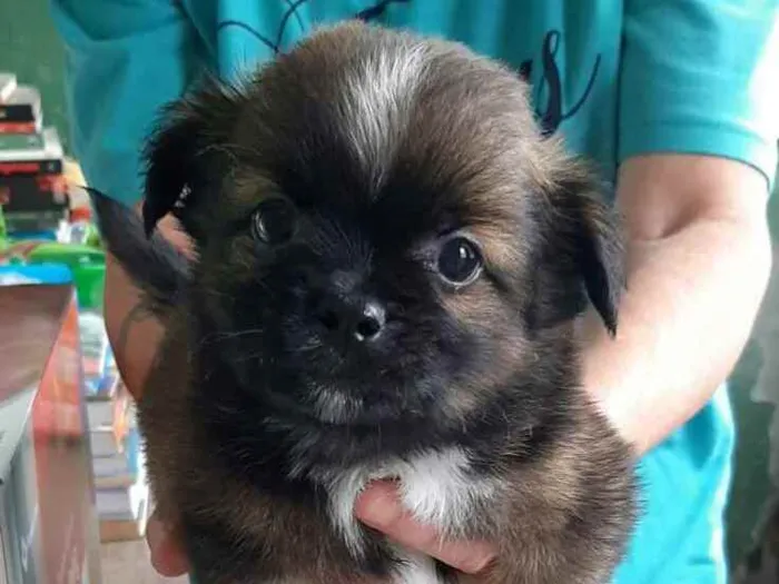 Cachorro raça  idade 2 a 6 meses nome Filhote 