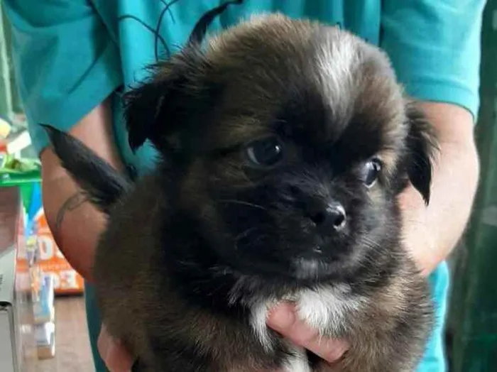 Cachorro raça  idade 2 a 6 meses nome Filhote 