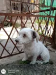 Pupi