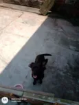 Catita