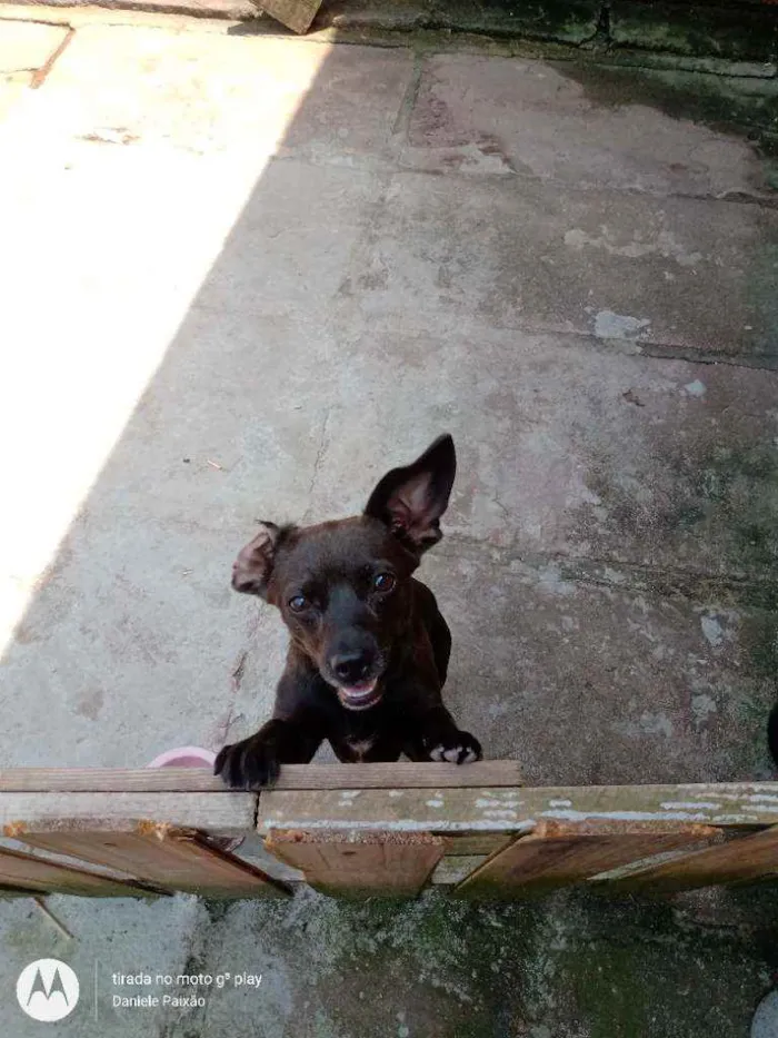 Cachorro ra a Vira lata idade 1 ano nome Catita 