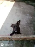 Catita