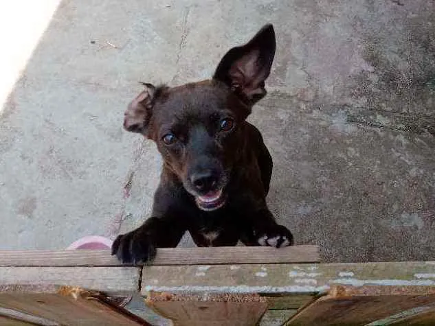 Cachorro ra a Vira lata idade 1 ano nome Catita 