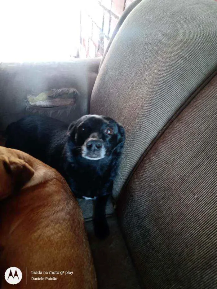 Cachorro ra a Vira lata idade 4 anos nome Anita 
