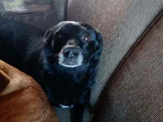 Cachorro ra a Vira lata idade 4 anos nome Anita 