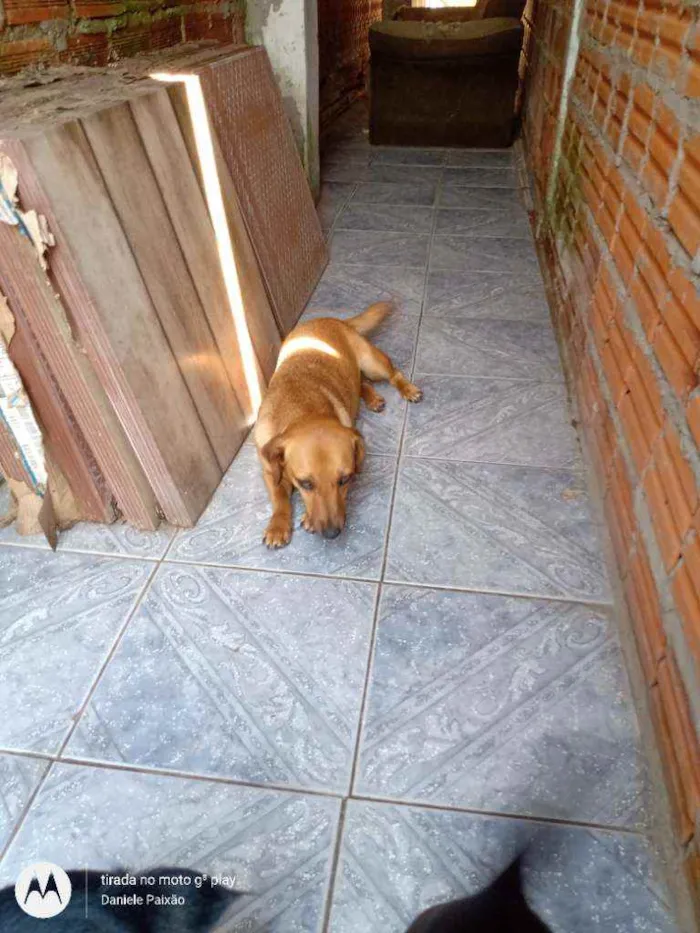 Cachorro ra a Vira lata idade 5 anos nome Bebê