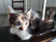 Maia