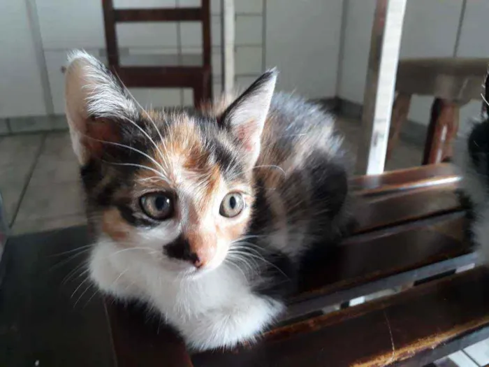 Gato ra a  idade 2 a 6 meses nome Maia