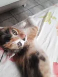 Maia