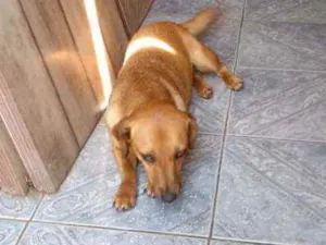 Cachorro raça Vira lata idade 5 anos nome Bebê